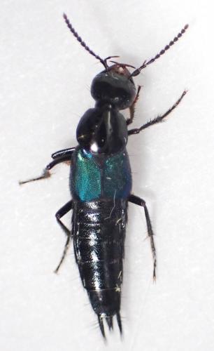 Philonthus cyanipennis